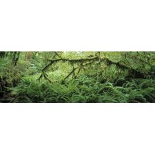 Shades of Green Wall Mural