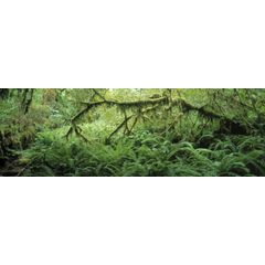 Shades of Green Wall Mural
