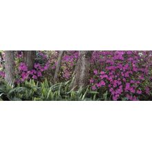 Azaleas In Bloom Wall Mural