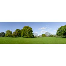 Woodland Meadow Wall Mural