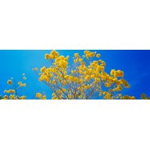 Vibrant Yellow Tree Wall Mural