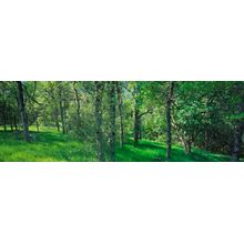 Woodland Spring Wall Mural