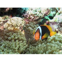 Black Anemone Fish Wall Mural