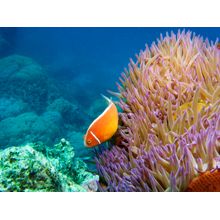 Pink Anemone Fish 2 Wall Mural