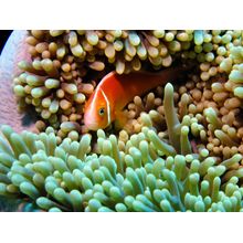 Pink Anemonefish 3 Wall Mural