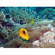 Bennett's Butterfly Fish Wall Mural