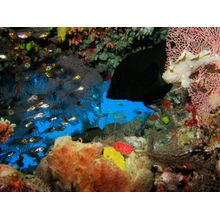 Scorpionfish Wall Mural