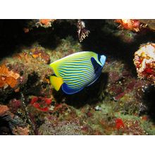 Emperor Angelfish Wall Mural