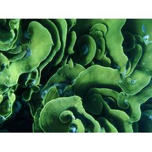 Cabbage Coral Wall Mural