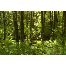 Otway Ranges Forest Wall Mural