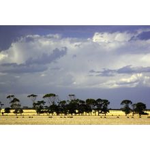 Approaching Storm (Wall) Wall Mural