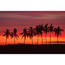 Palm Trees & Sunset, Queens Road, Fiji Wall Mural