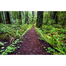 Redwood Path, California Wall Mural