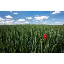 Single Poppy, France Wall Mural