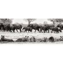 Pride and Herd Wall Mural