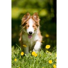 Puppy And Dandelions Wall Mural
