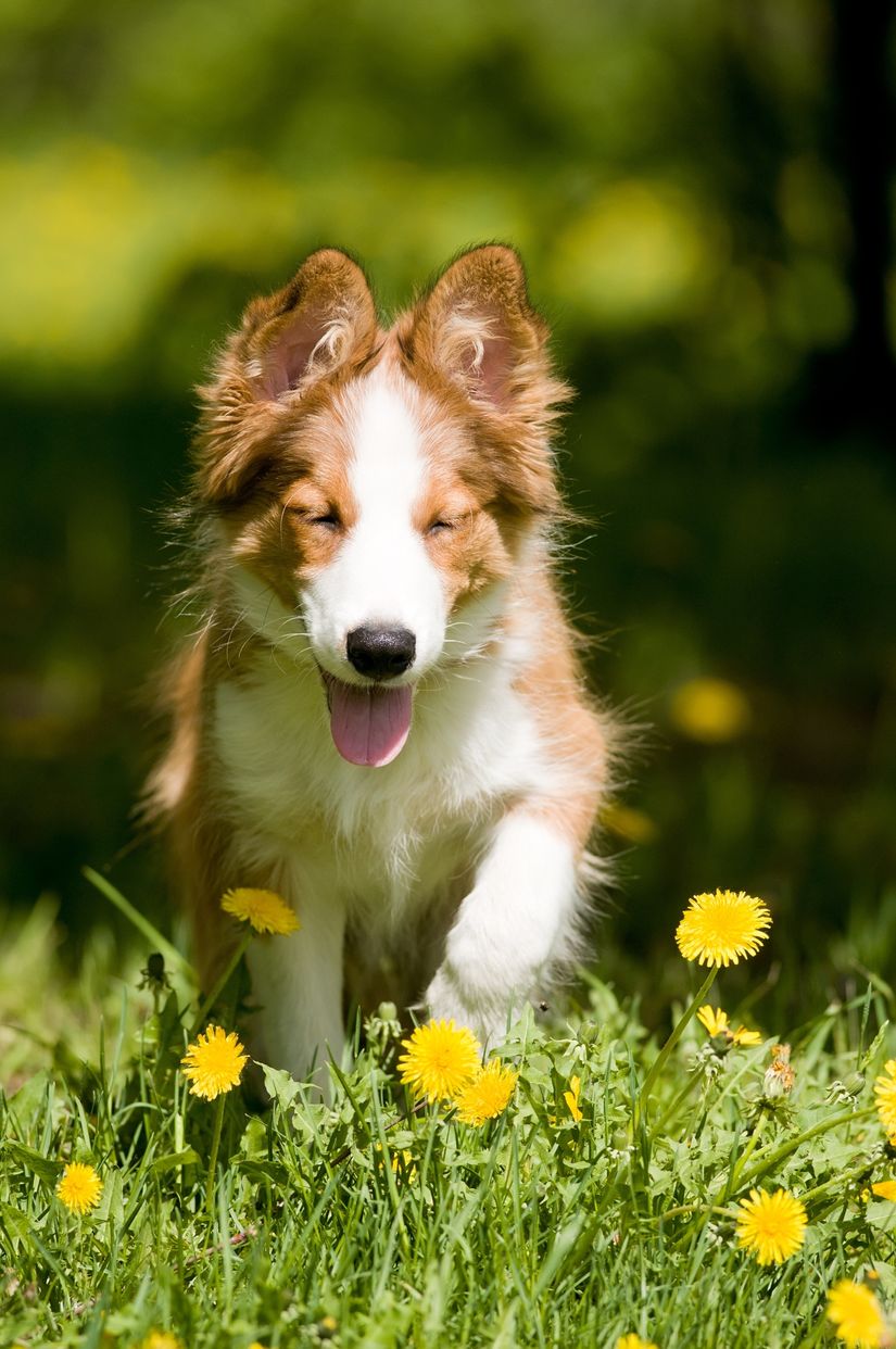 adorable-puppy-running-through-a-field-of-dandelions