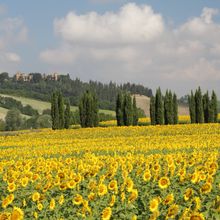 Tuscan Scenery With Sunflowers And Cypresses Wall Mural