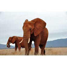 African Elephants Mural Wallpaper