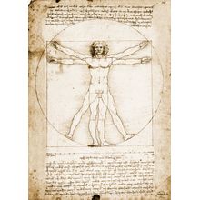 Proportion Of The Human Figure Wall Mural