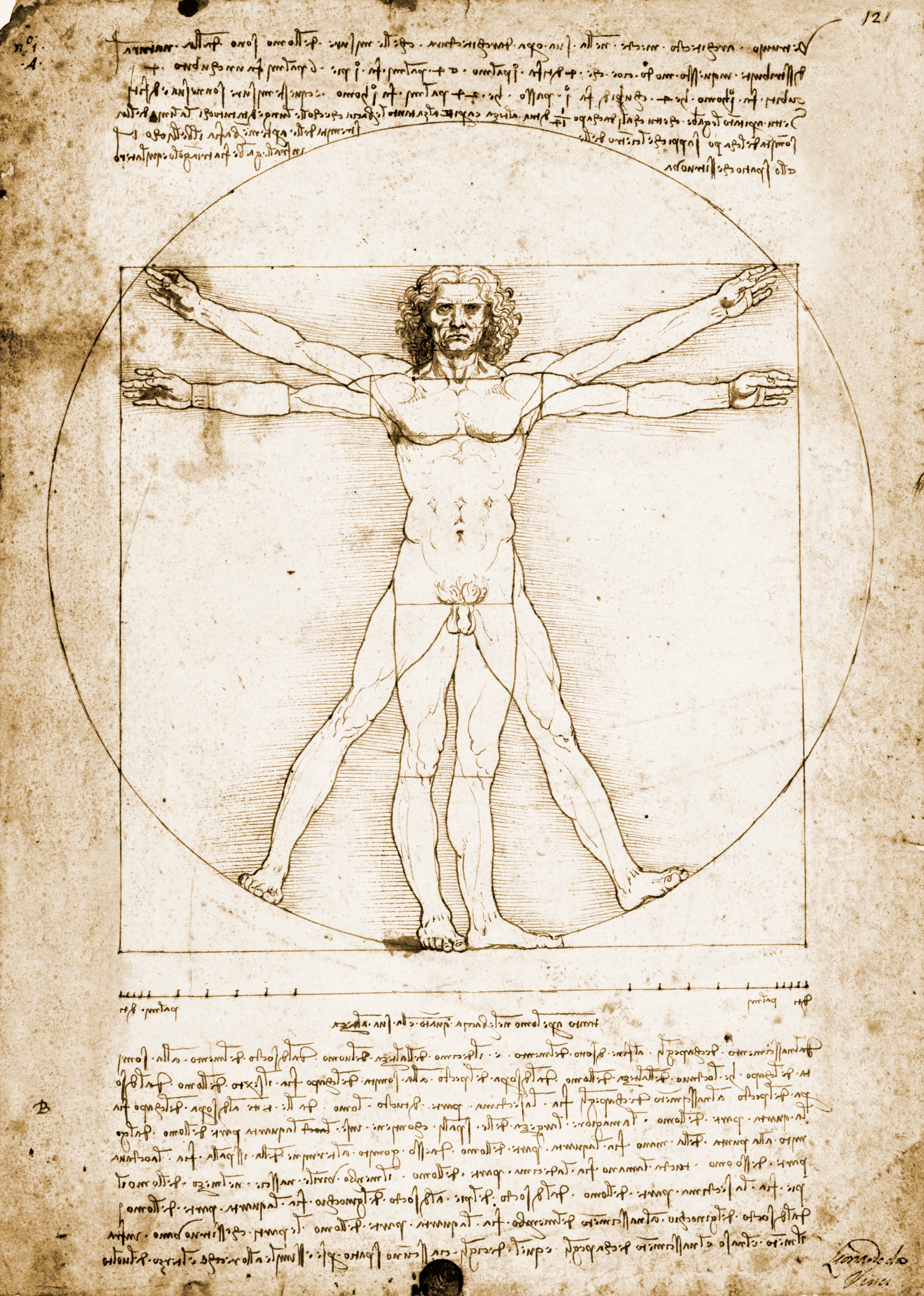 Proportion Of The Human Figure Wallpaper Mural By Leonardo da Vinci -  Murals Your Way