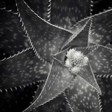 Succulent Swirls II Wall Mural