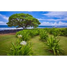 Spider Lily Garden, Kauai Wall Mural