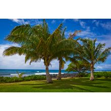 Three Palms At Po'ipu, Kauai Wall Mural