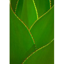Agave Wall Mural