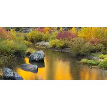 Golden Light Wall Mural