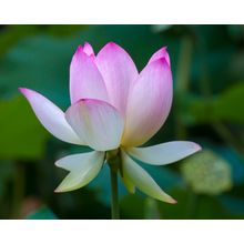 Lotus Blossom Wall Mural
