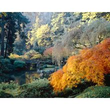 Colorful Trees (Dietrich-Leis) Wall Mural