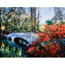 Magnolia Plantation Gardens Wall Mural