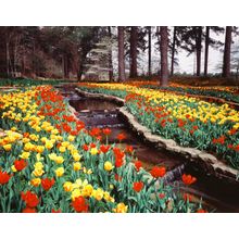 Tulips In Hodges Gardens Wall Mural