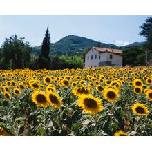 Field Of Sunflowers, Tuscany, Italy Mural Wallpaper