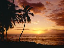Picture-of-a-beautiful-Hawaiian-sunset-with-coconut-palm-trees-overlooking-the-ocean