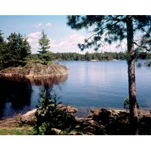 Lake In The Woods Wall Mural