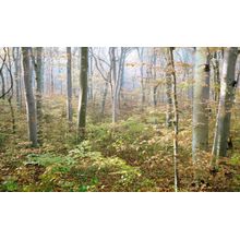 Morning Forest Wall Mural