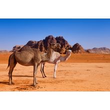 Desert Camels Wall Mural