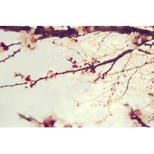 Spring Blossoms Wall Mural