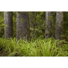 Kauri Trees, New Zealand Wall Mural