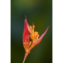 False Bird of Paradise Wall Mural