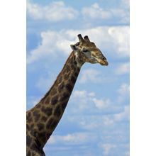 Giraffe - Botswana, Africa 2 Wall Mural