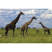 Giraffe Herd - Botswana, Africa Wall Mural