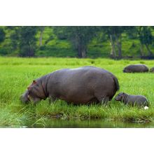 Hippopotamus And Baby Wall Mural