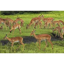 Herd of Impala Wall Mural