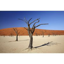 Dead Trees And Sand Dunes, Namibia Wall Mural