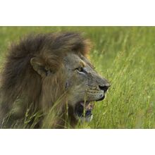 Panthera Leo Wall Mural
