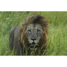 Panthera Leo 2 Wall Mural