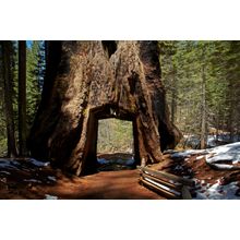 Dead Giant Tunnel Tree Wall Mural